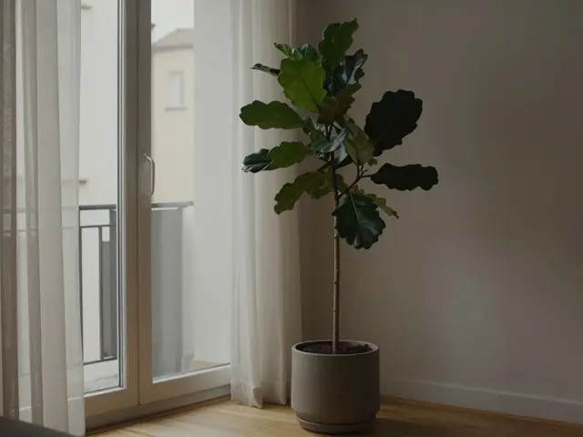 Nejlepší rostliny do nájemního bytu s minimální péčí - co přežije i bez světla a zalévání